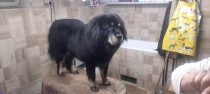 Grooming 7