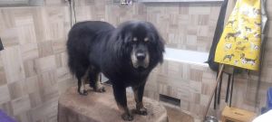 Grooming 6