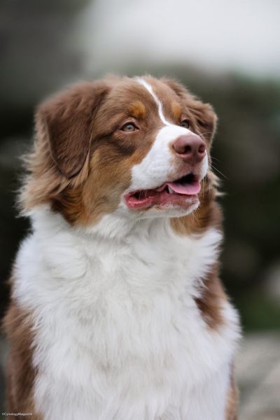 Nitra Dog Expo