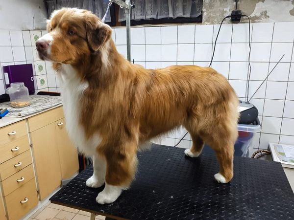 Grooming