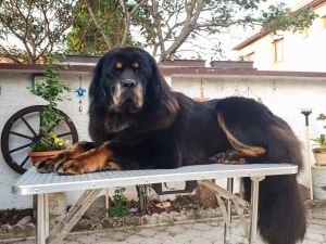 Grooming 5