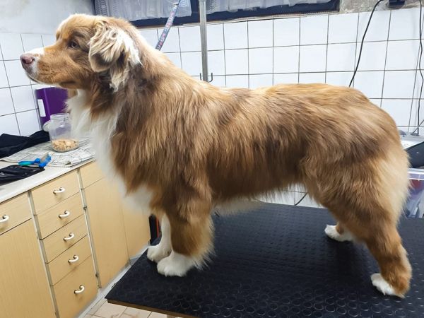 Grooming