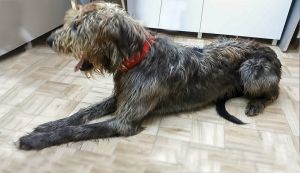 Grooming 2